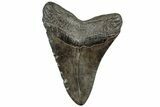 Fossil Megalodon Tooth - South Carolina #310018-2